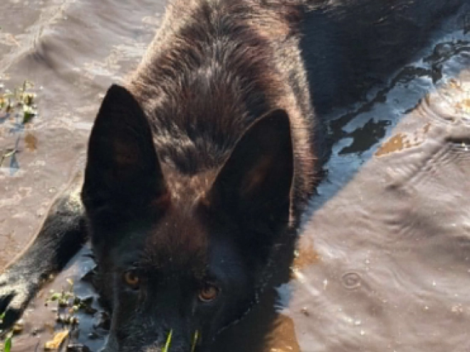 German Shepherd Dog puppy for sale