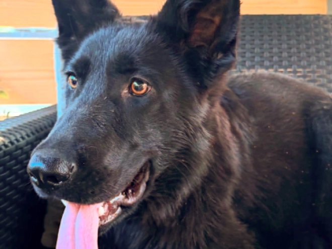 German Shepherd Dog puppy for sale