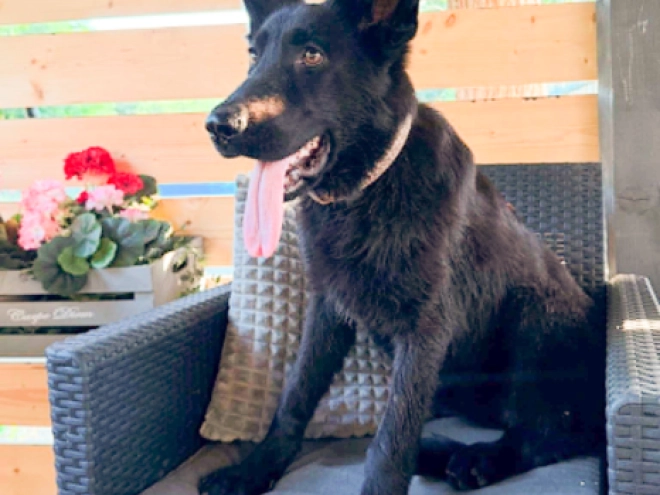 German Shepherd Dog puppy for sale