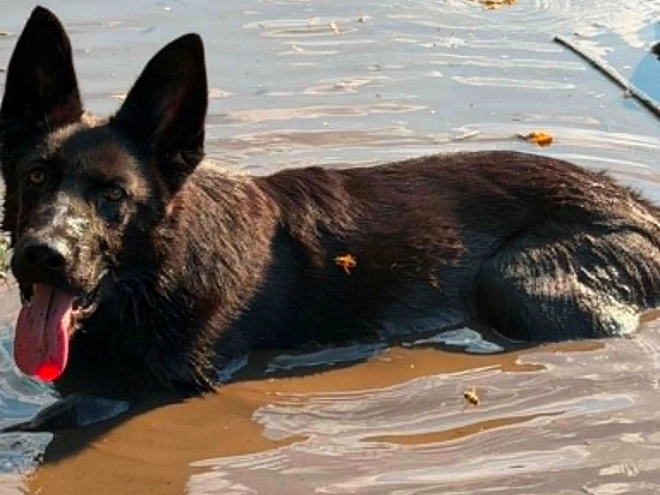 German Shepherd Dog puppy for sale