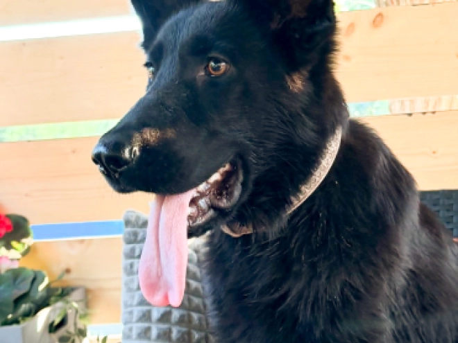 German Shepherd Dog puppy for sale