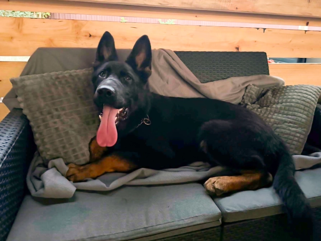 German Shepherd Dog puppy for sale