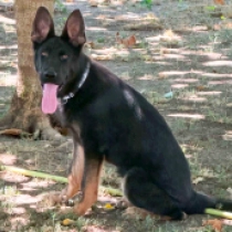 Hulk, black and tan German Shepherd Dog for sale