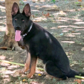 German Shepherd Dog puppy for sale