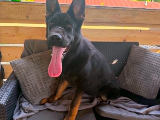 German Shepherd Dog puppy for sale
