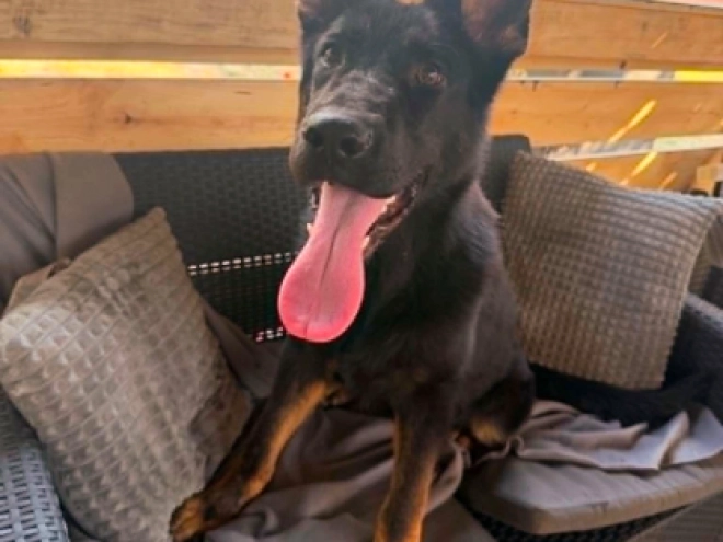 German Shepherd Dog puppy for sale