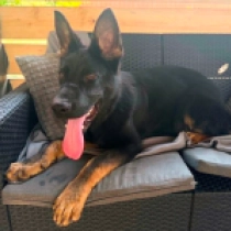 Hulk, black and tan German Shepherd Dog for sale