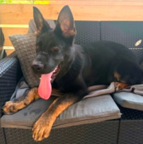 German Shepherd Dog puppy for sale