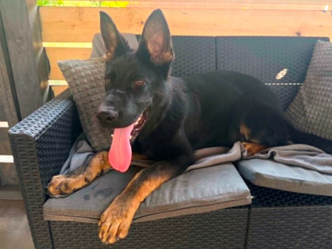 German Shepherd Dog puppy for sale