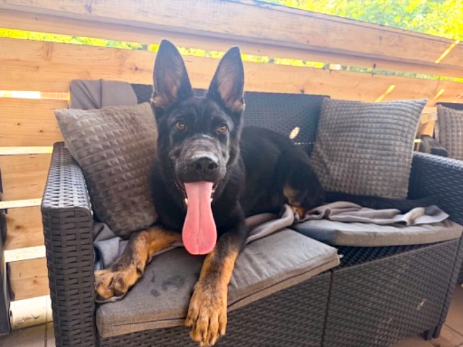 German Shepherd Dog puppy for sale