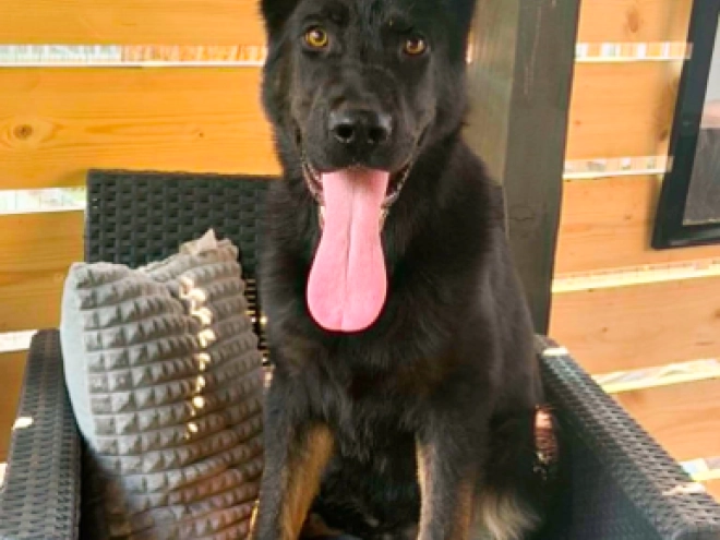 German Shepherd Dog puppy for sale
