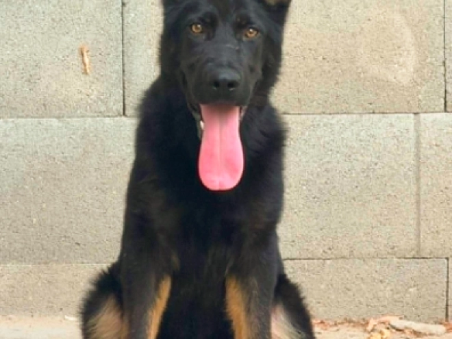 German Shepherd Dog puppy for sale