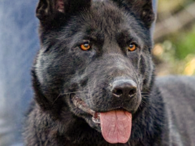 German Shepherd Dog puppy for sale