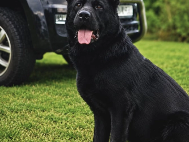 German Shepherd Dog puppy for sale