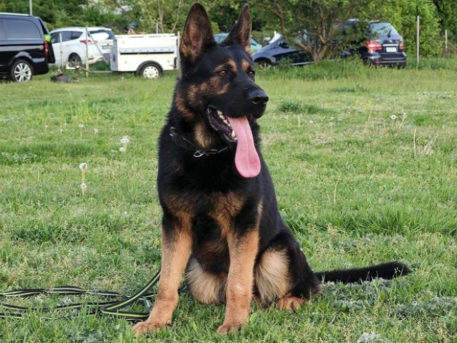 German Shepherd Dog puppy for sale