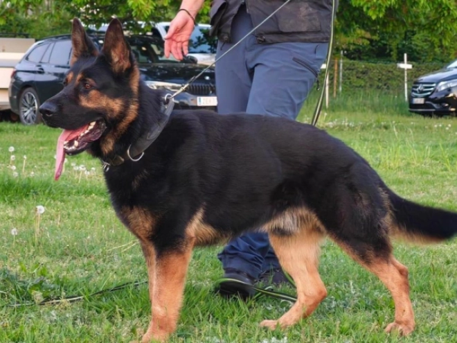 German Shepherd Dog puppy for sale