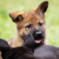 The Littlest Hobo, sable German Shepherd Dog for sale