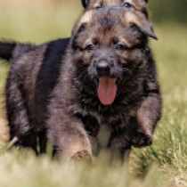 The Littlest Hobo, sable Pastor Alemán en venta