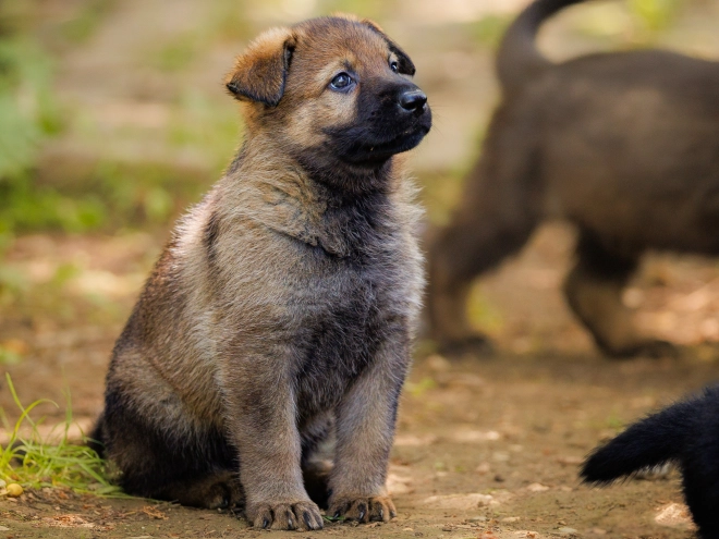 Perros Pastor Alemán en venta