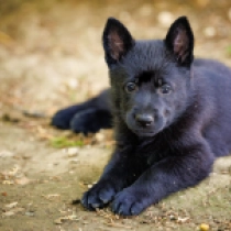Strongheart, black Pastor Alemán en venta