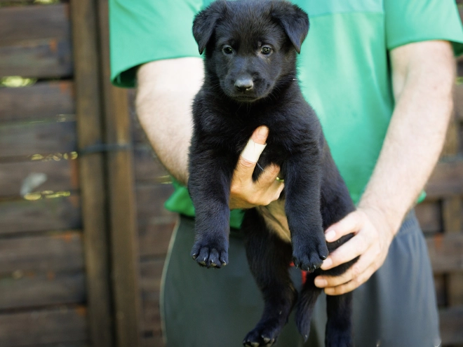 Perros Pastor Alemán en venta