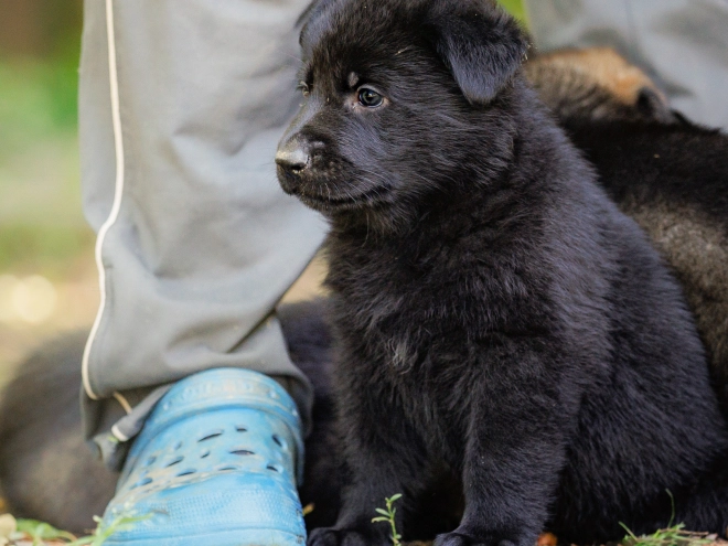 Perros Pastor Alemán en venta