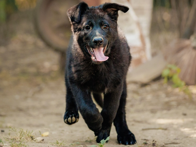 Deutscher Schäferhund Welpe kaufen