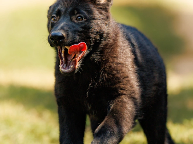 Deutscher Schäferhund Welpe kaufen