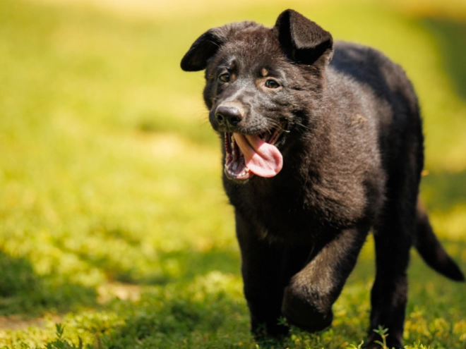 Deutscher Schäferhund Welpe kaufen