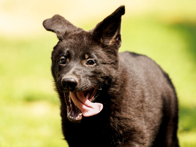 Deutscher Schäferhund Welpe kaufen