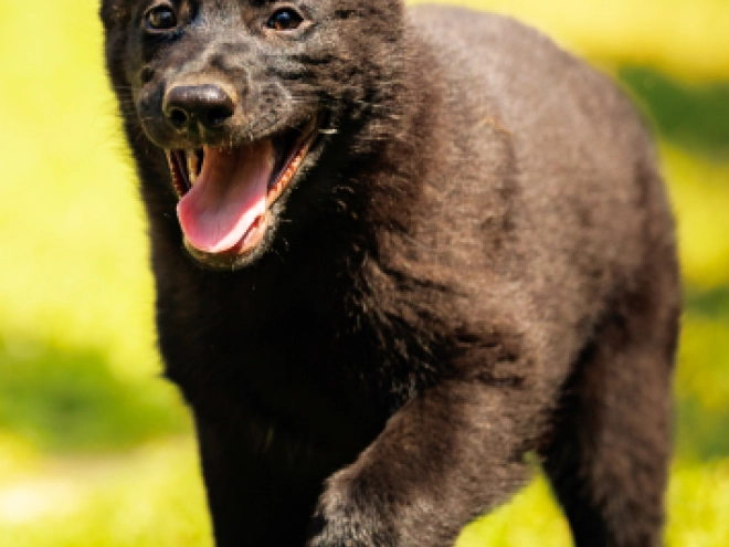 Deutscher Schäferhund Welpe kaufen