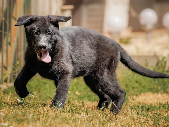 Deutscher Schäferhund Welpe kaufen