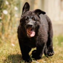 Vibe, black German Shepherd Dog for sale