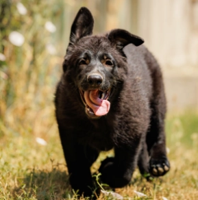 German Shepherd Dog puppy for sale
