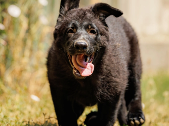 Deutscher Schäferhund Welpe kaufen