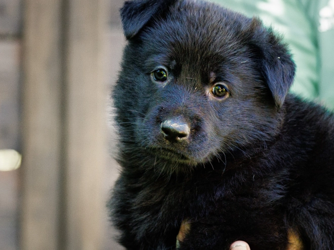 Perros Pastor Alemán en venta