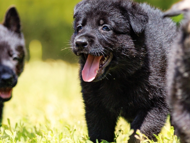 Perros Pastor Alemán en venta