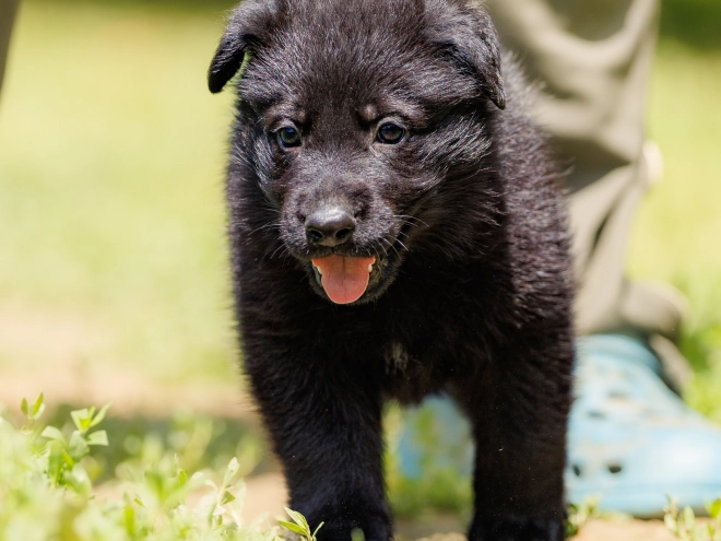Perros Pastor Alemán en venta