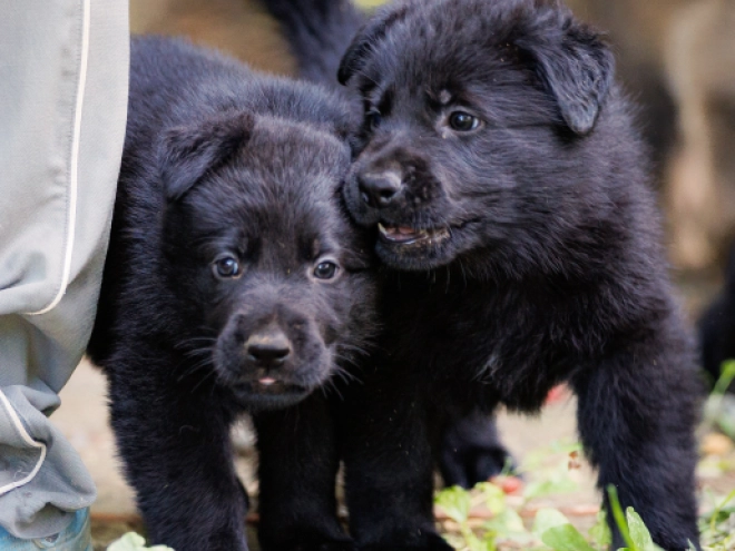 Perros Pastor Alemán en venta