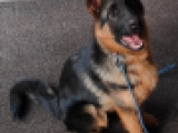 Jaws - Deutscher Schäferhund, EuroPuppy review from Saudi-Arabien