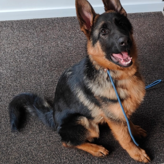 Jaws - Deutscher Schäferhund, EuroPuppy review from Saudi-Arabien