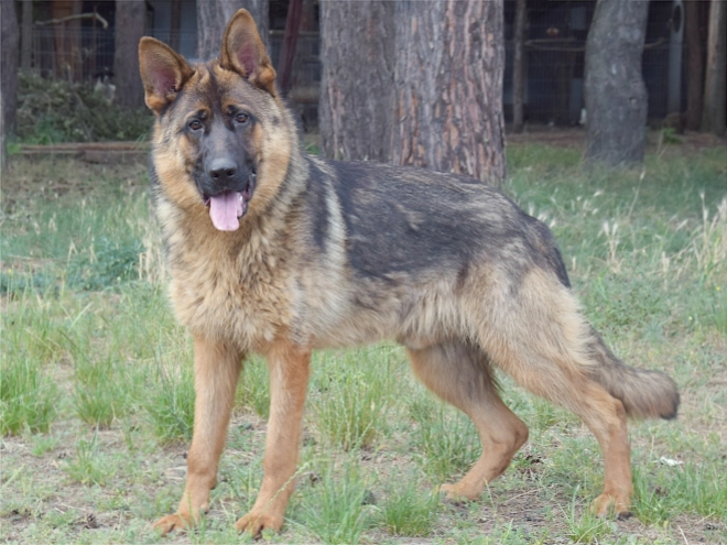 German Shepherd Dog puppy for sale