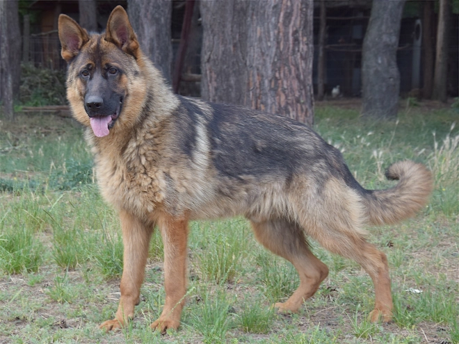 German Shepherd Dog puppy for sale