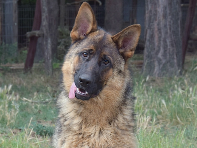 German Shepherd Dog puppy for sale