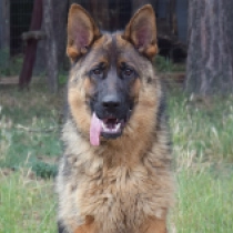Bomon, wolf sable German Shepherd Dog for sale