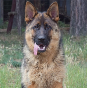 German Shepherd Dog puppy for sale