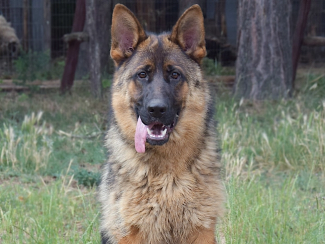 German Shepherd Dog puppy for sale