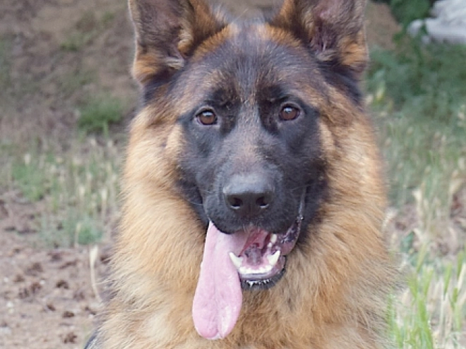 German Shepherd Dog puppy for sale