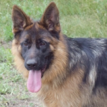 Bosco, black and tan German Shepherd Dog for sale