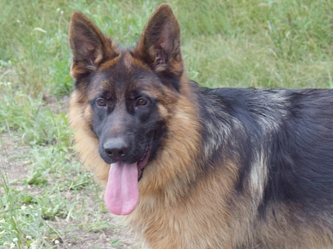 German Shepherd Dog puppy for sale